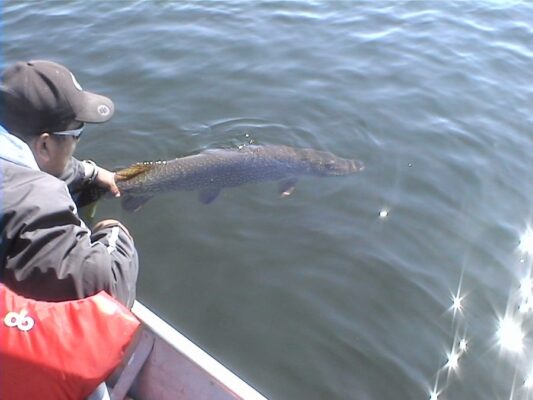 Releasing a Northern Pike