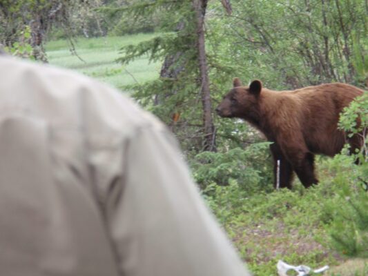 Curious Brown Bear