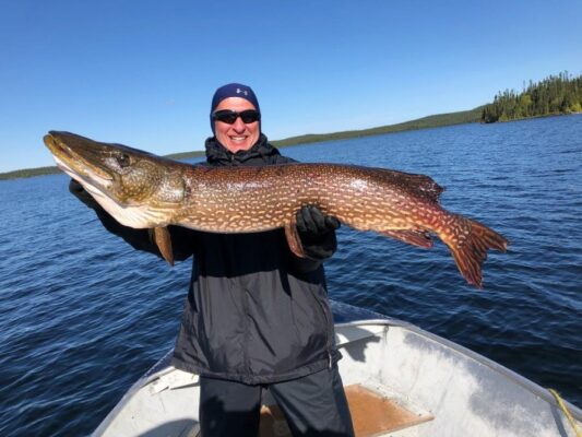 43 Inch Northern Pike from Reindeer lake
