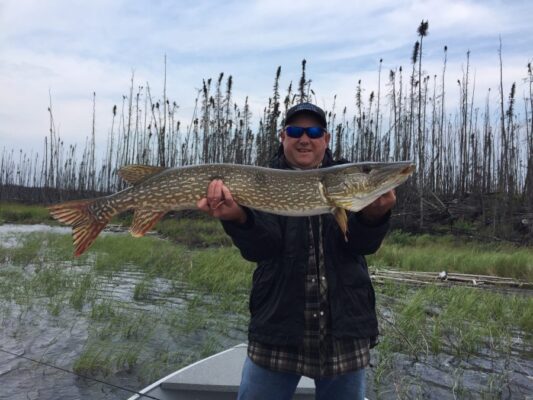 Large Northern Pike caught in Reindeer lake