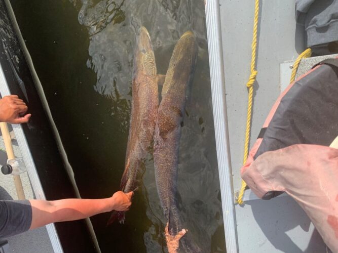 Releasing Northern Pike