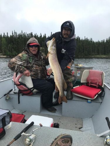 Northern Pike from Reindeer Lake