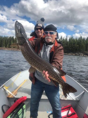 Showing off Large Northern Pike